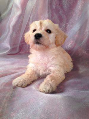 Female Schnoodle Puppy for sale #3 Born 8-22-13 Shipping into DC, Newark NJ, Fort Lauderdale FL, Providence RI, Boston MA, and many more cities for only $150